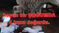 Koyun bir Doğumda 4 Kuzu Doğurdu.