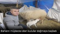 Kuzular Doğmaya Başladı
