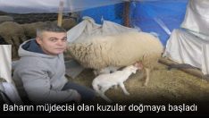 Kuzular Doğmaya Başladı
