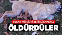 Sokak Köpeğini Zehirli Ekmekle Öldürdüler