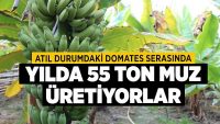 Atıl Durumdaki Domates Serasında Yılda 55 Ton Muz Üretiyorlar
