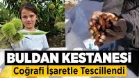 Bursa’nın şekerinde kullanılan Buldan kestanesi coğrafi işaretle tescillendi!!