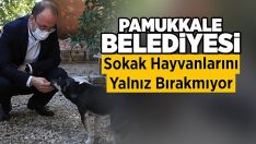 Pamukkale Belediyesi Sokak Hayvanlarını Yalnız Bırakmıyor!!