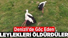 Göç eden leylekleri öldürdüler!!