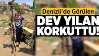 Denizli’de Görülen Dev Yılan Korkuttu!