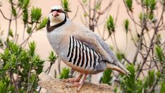 600 kınalı keklik doğaya salındı!!