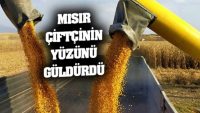 Mısır, çiftçinin yüzünü güldürdü