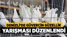 Güvercin Güzellik Yarışması Düzenlendi.