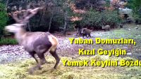 Yaban Domuzları, Kızıl Geyiğin Yemek Keyfini Bozdu