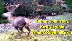Yaban Domuzları, Kızıl Geyiğin Yemek Keyfini Bozdu