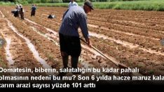 Domatesin, biberin, salatalığın bu kadar pahalı olmasının nedeni bu mu?