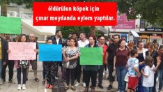 öldürülen köpek için  çınar meydanda eylem yaptılar.