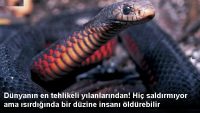 Dünyanın en tehlikeli yılanlarından! Hiç saldırmıyor ama ısırdığında bir düzine insanı öldürebilir