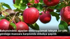 Ağaçtan Elma Toplamak İsteyen bir Çifti gördüğü Manzara karşısında Oldukça şaşırdı