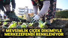 Mevsimlik Çiçek Dikimiyle Merkezefendi Renkleniyor