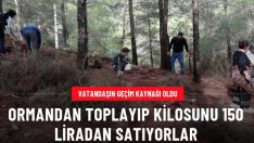 Vatandaşlar kilosunu 150 liradan satıyor