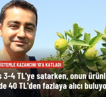 Mersin’de yetiştirilen yeşil limonun kilosu 10 kat daha pahalıya satılıyor